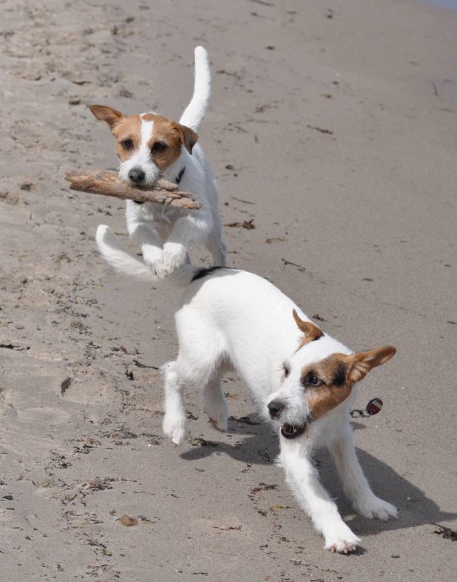 Hundeschule Clever & Cool Emskirchen