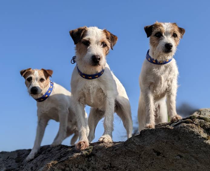 Kontakt Hundetraining Verhaltenberatung